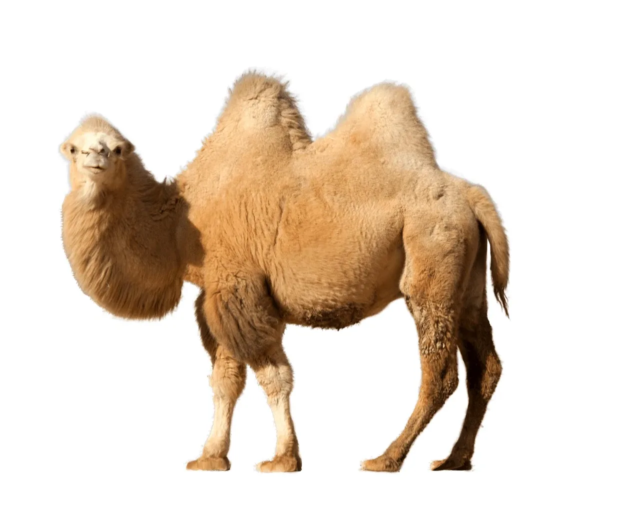 حاشي كامل
