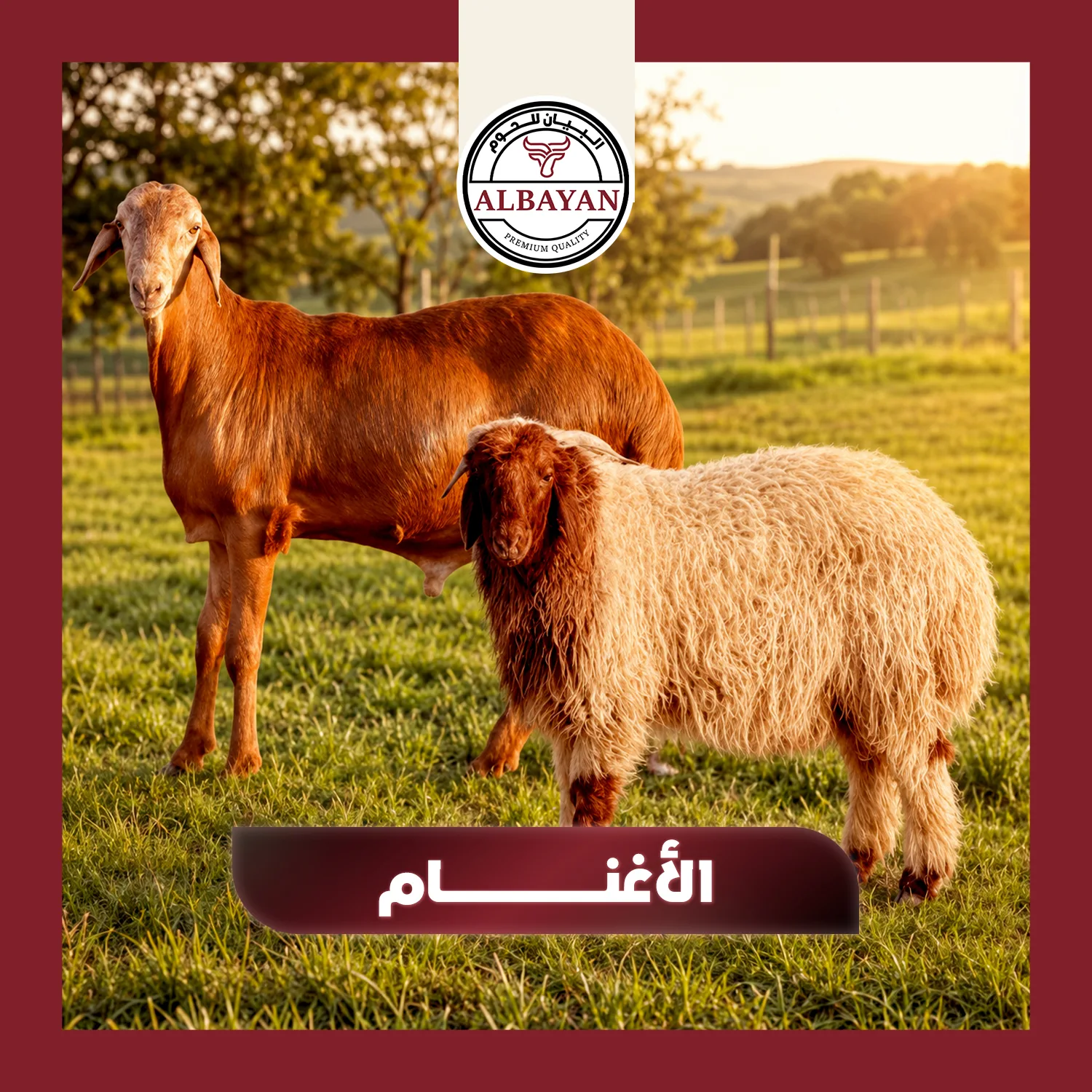 الأغنام