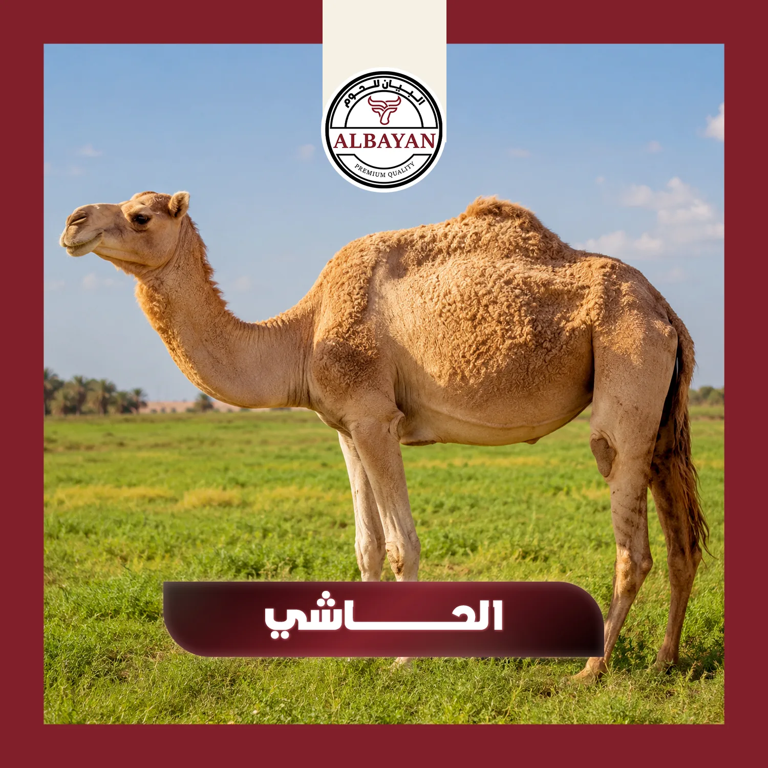 الحاشى