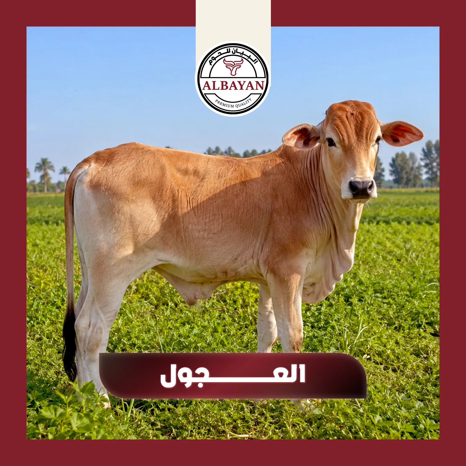 العجول