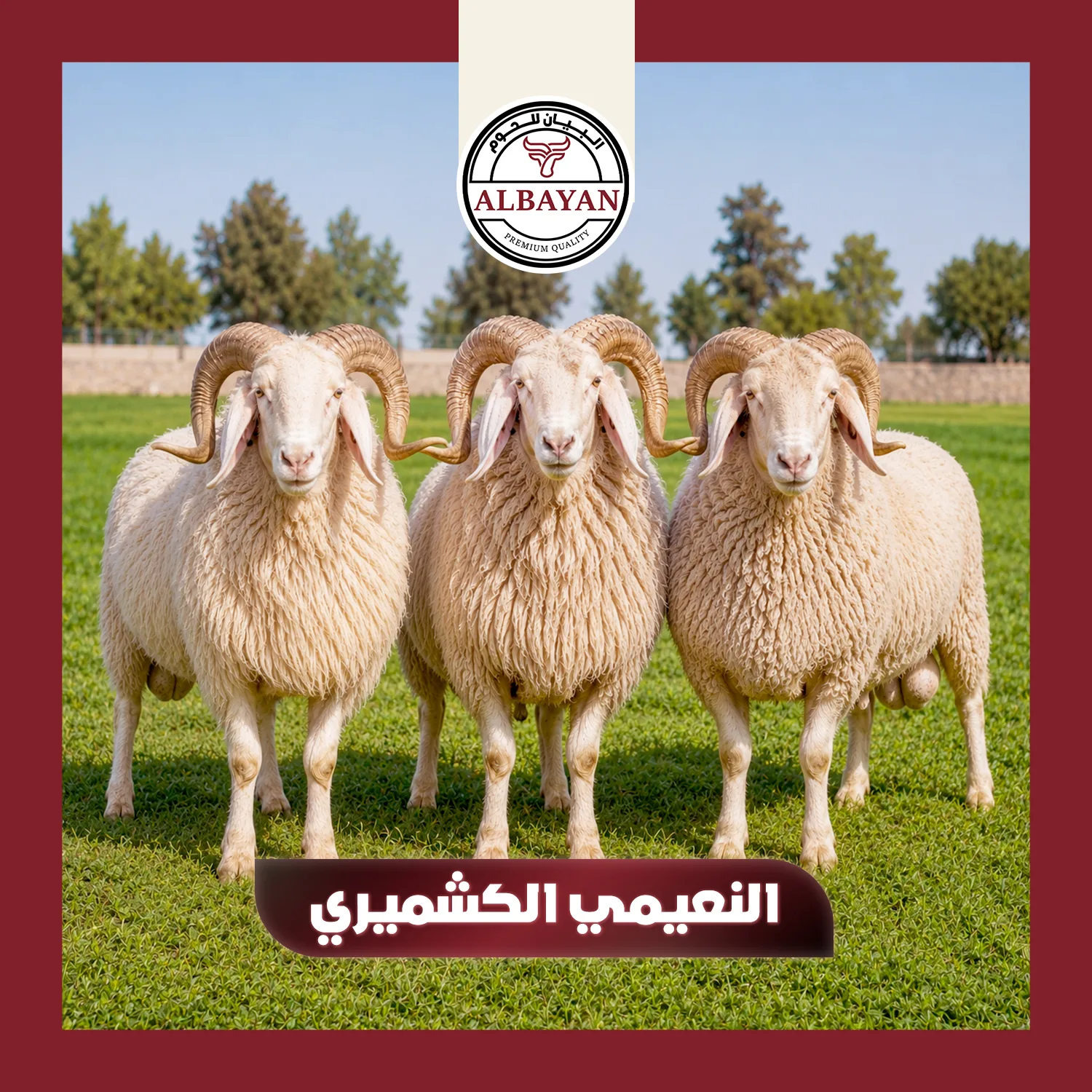 نعيمى كشميرى