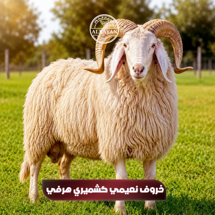 نعيمي كشميري هرفي بالوزن