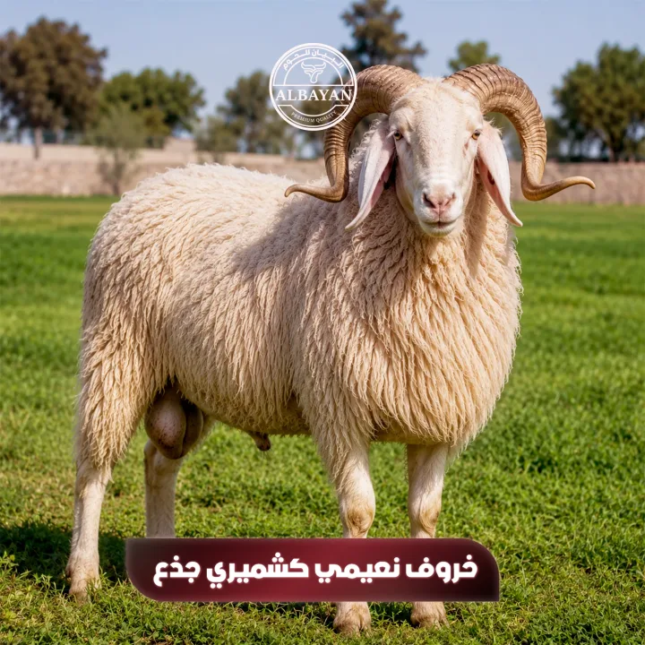 نصف نعيمي كشميري جذع ( 7 : 7.5 كجم )