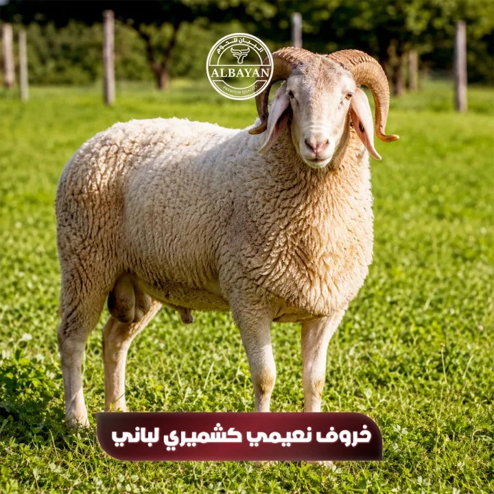 نعيمي كشميري لباني بالوزن ( بالكيلو )