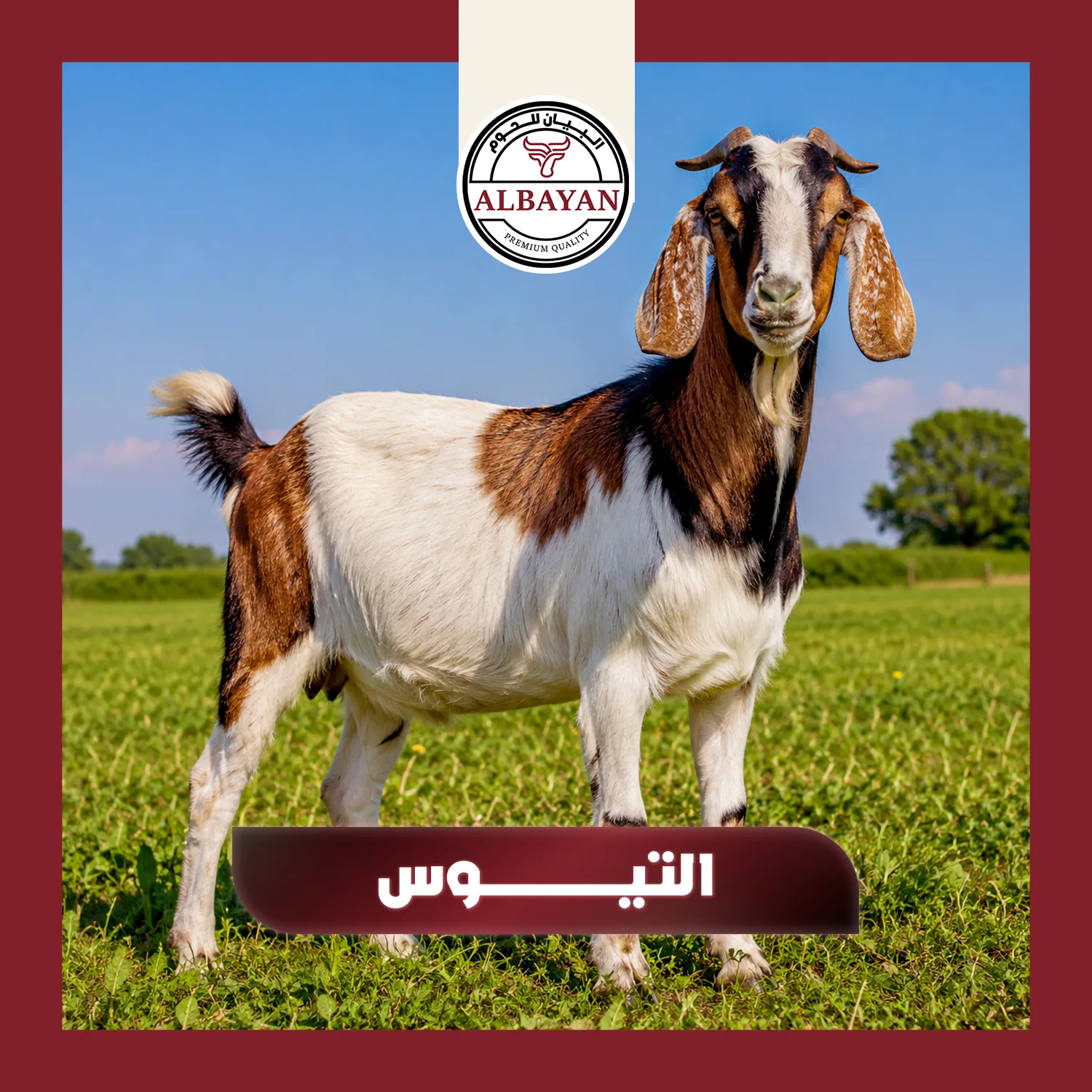 التيوس